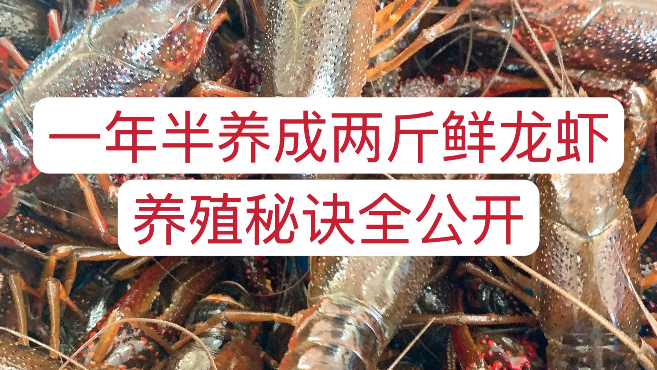 龙虾养殖方法是什么