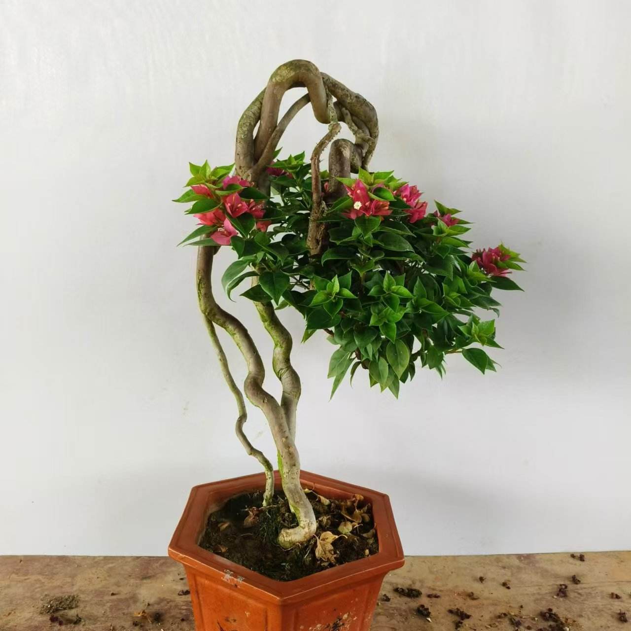 三角梅盆栽