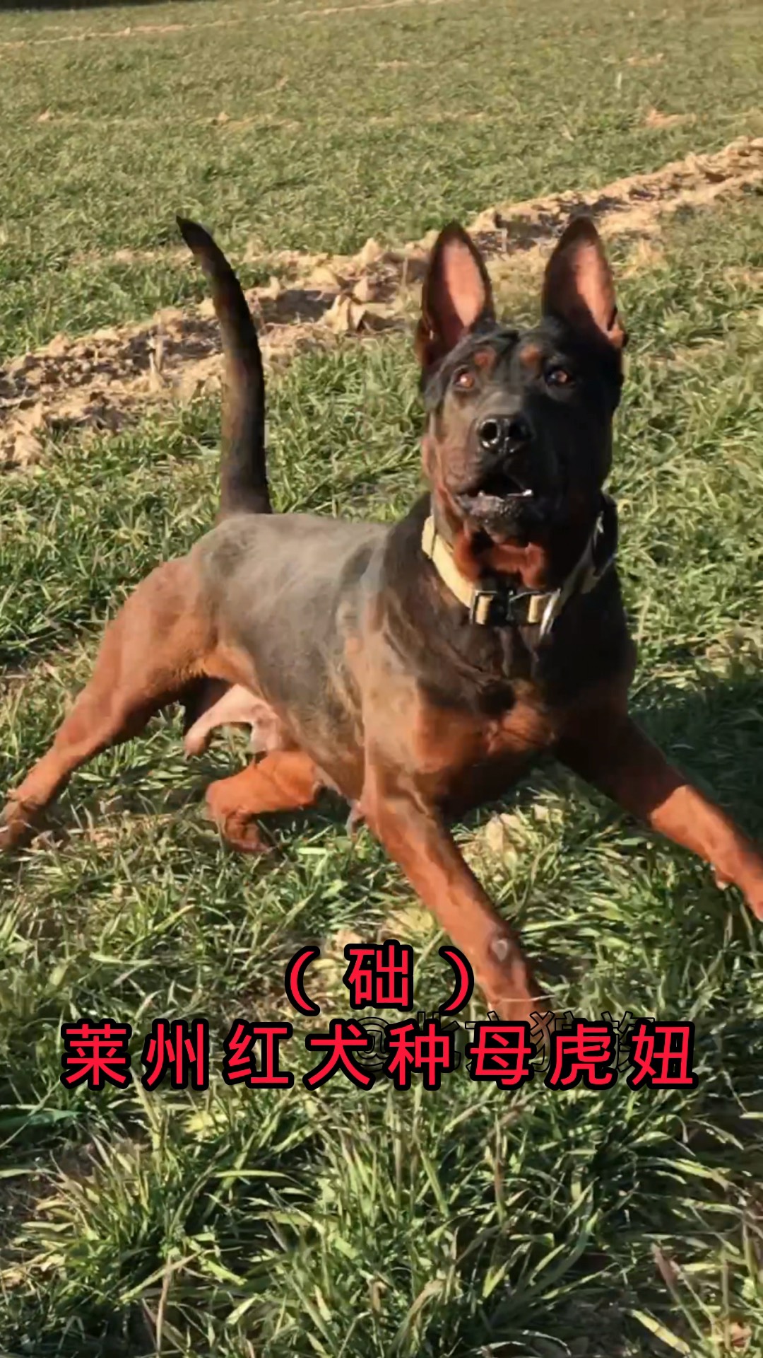 苏联红犬性格特点是什么